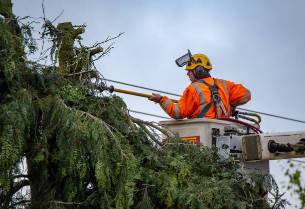 How Our Tree Care Process Works  in  Smith Center, KS